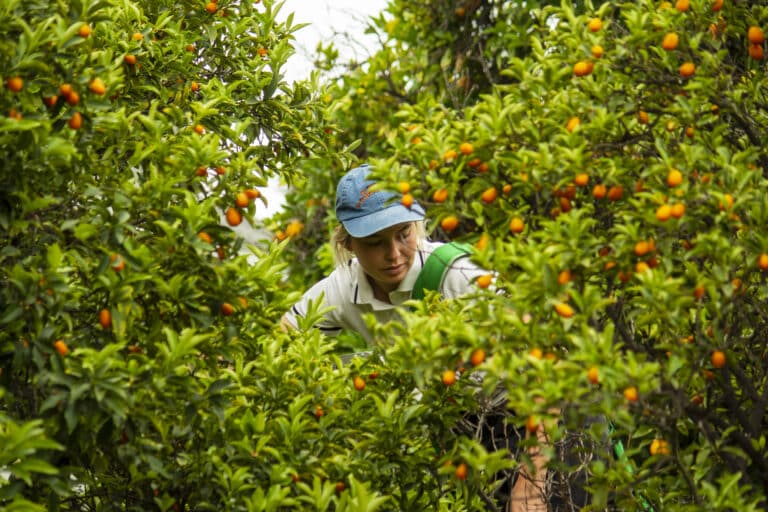 Person in Food Forward hat harvesting kumquats